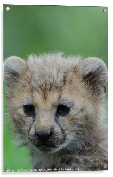 Cheetah Cub Acrylic by Darren Wilkes
