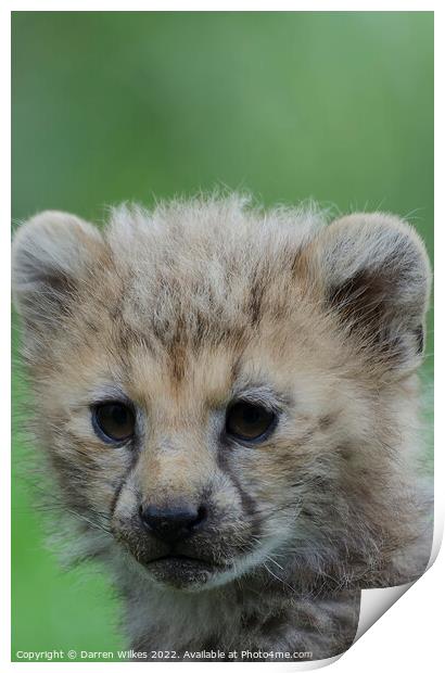Cheetah Cub Print by Darren Wilkes