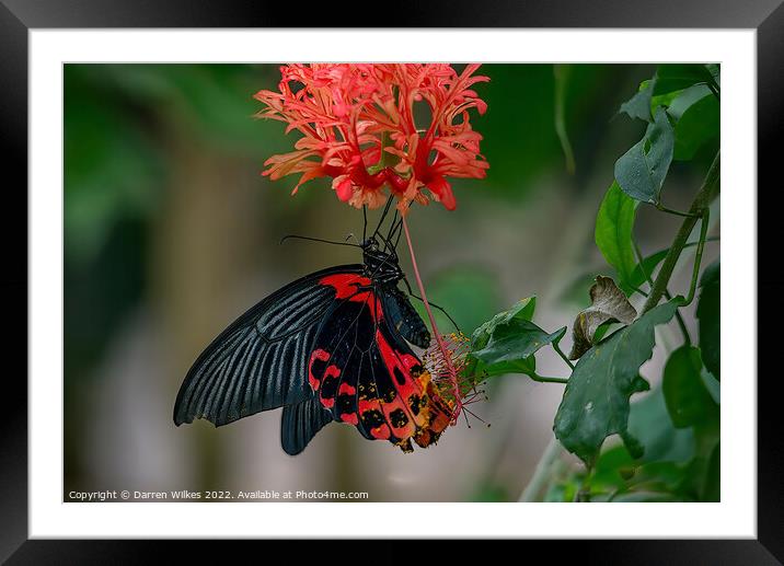 Scarlet Mormon Butterfly  Framed Mounted Print by Darren Wilkes