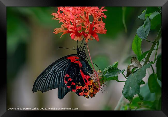 Scarlet Mormon Butterfly  Framed Print by Darren Wilkes