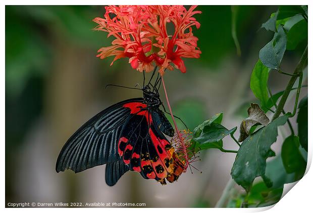 Scarlet Mormon Butterfly  Print by Darren Wilkes