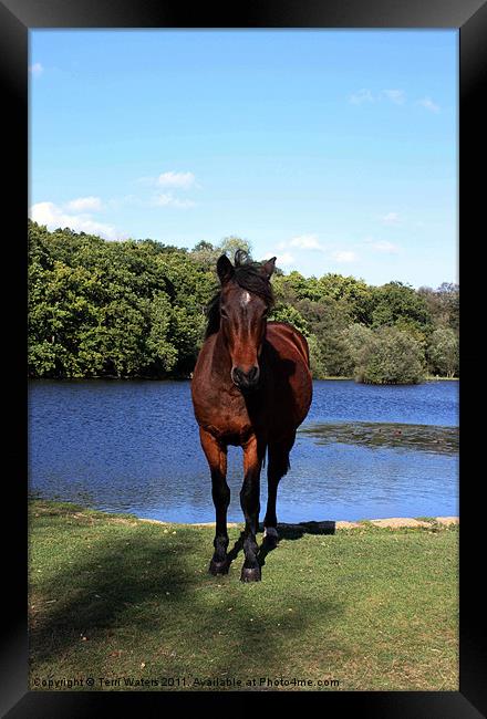 New Forest pony Framed Print by Terri Waters