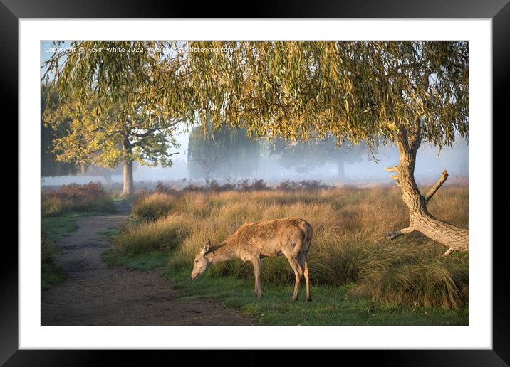 Young female deer early misty sunny morning Framed Mounted Print by Kevin White