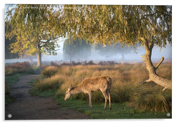 Young female deer early misty sunny morning Acrylic by Kevin White