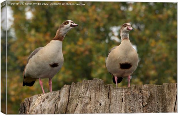 Male and Female Egyptian geese Canvas Print by Kevin White