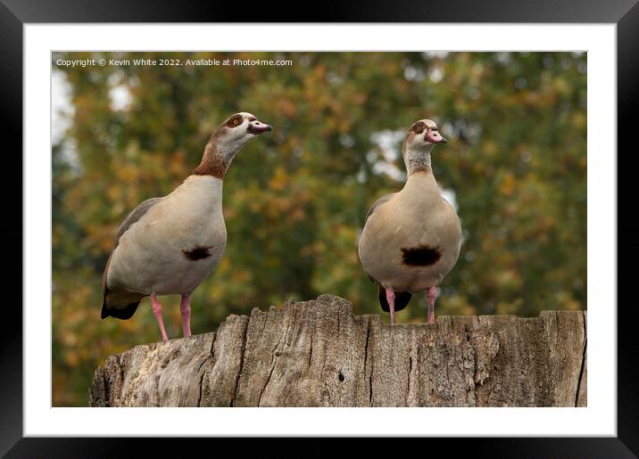 Male and Female Egyptian geese Framed Mounted Print by Kevin White