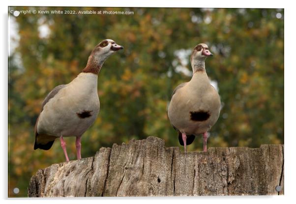 Male and Female Egyptian geese Acrylic by Kevin White
