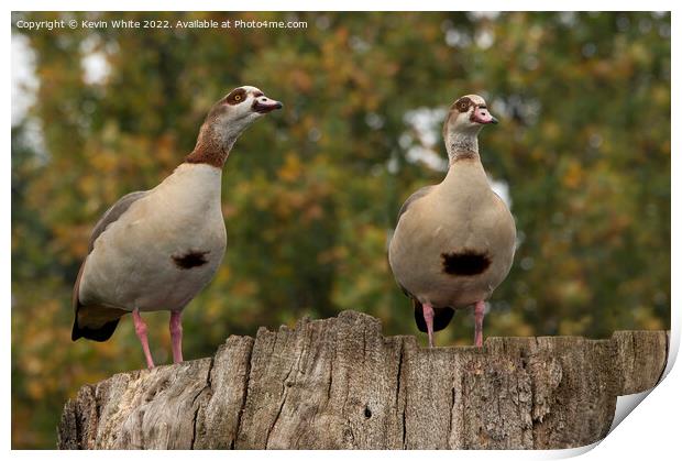Male and Female Egyptian geese Print by Kevin White
