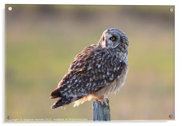 Short-eared owl Acrylic by Stephen Rennie