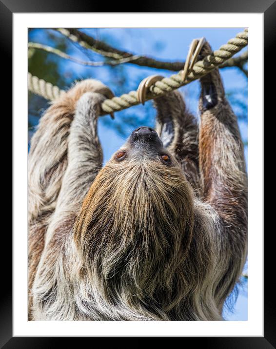 Two-toed sloth on the move Framed Mounted Print by Jason Wells
