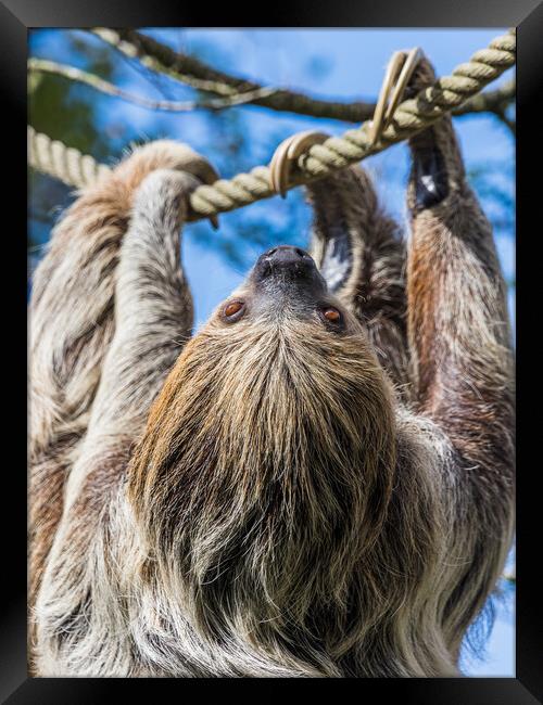 Two-toed sloth on the move Framed Print by Jason Wells