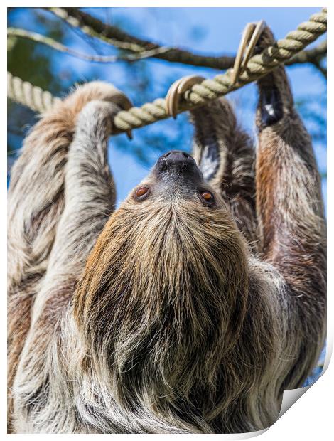 Two-toed sloth on the move Print by Jason Wells