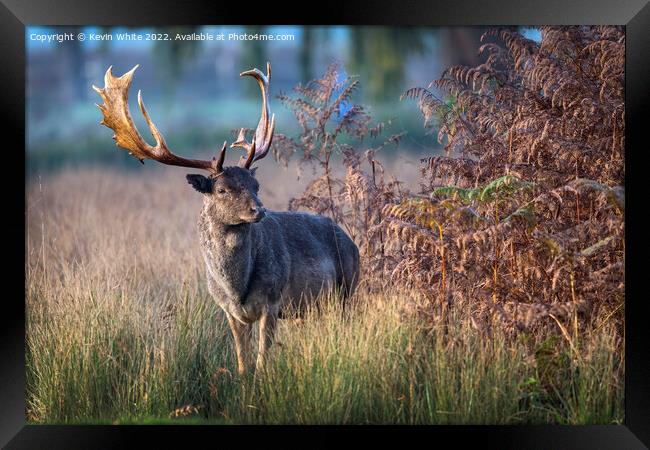 I smell a female deer Framed Print by Kevin White