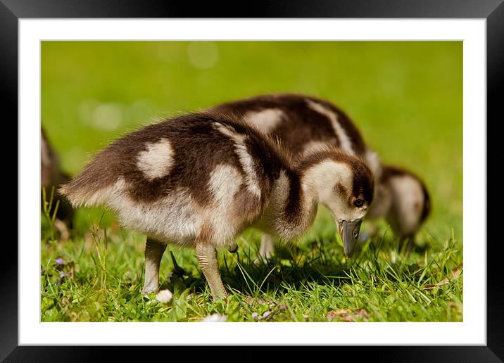 Young goose Framed Mounted Print by Thomas Schaeffer