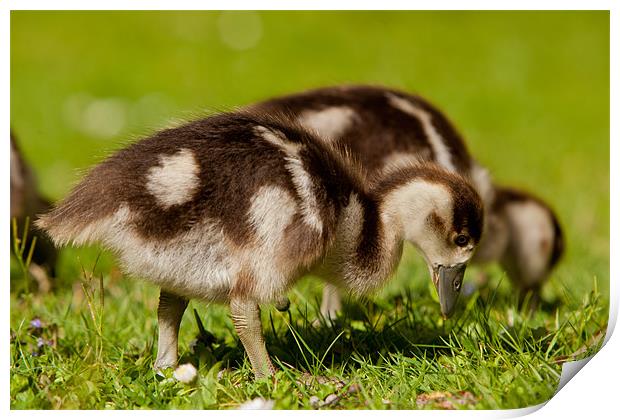 Young goose Print by Thomas Schaeffer