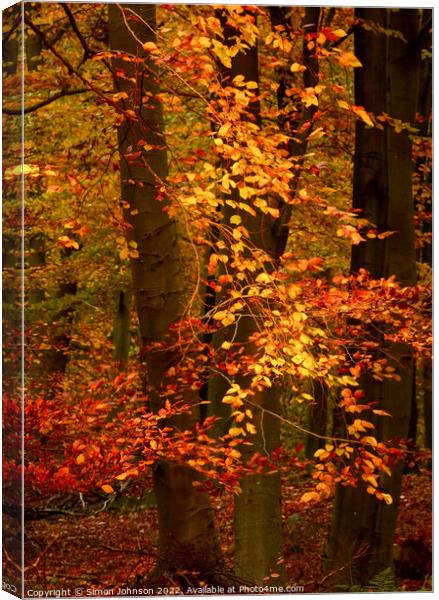 Sunlit autumn leaves  Canvas Print by Simon Johnson