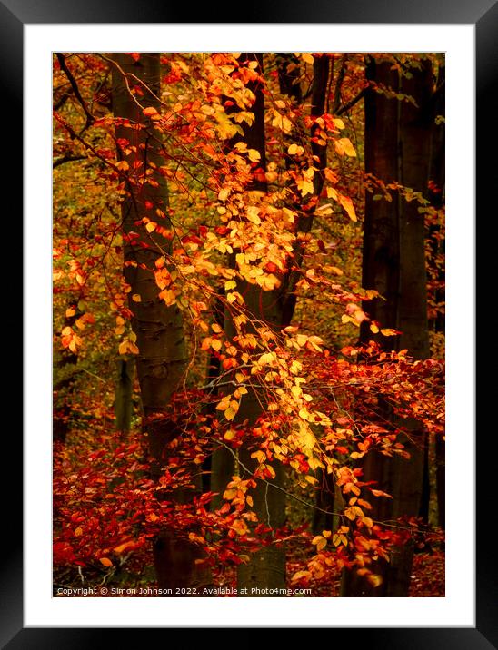 Sunlit autumn leaves  Framed Mounted Print by Simon Johnson