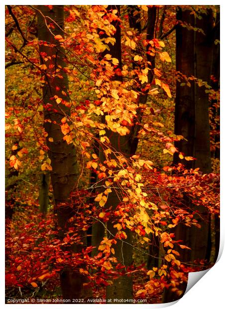 Sunlit autumn leaves  Print by Simon Johnson