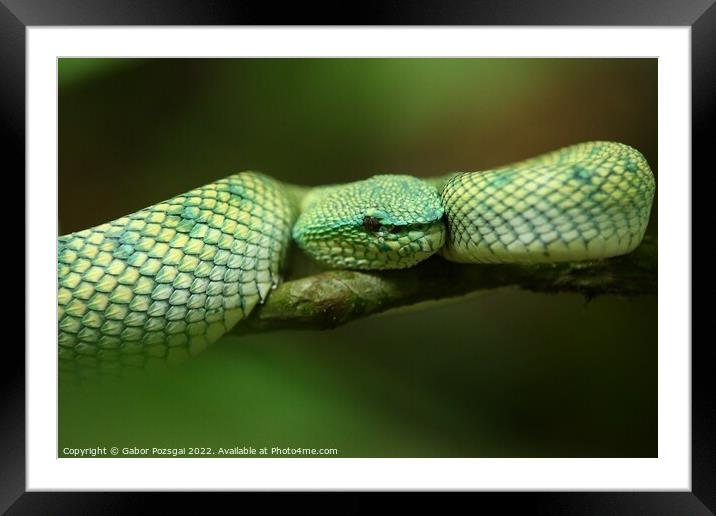 Green snake on Borneo, Malaysia Framed Mounted Print by Gabor Pozsgai