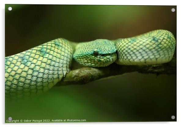 Green snake on Borneo, Malaysia Acrylic by Gabor Pozsgai