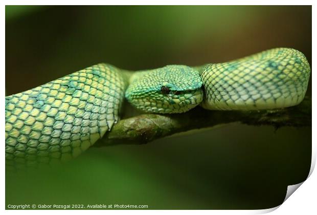 Green snake on Borneo, Malaysia Print by Gabor Pozsgai