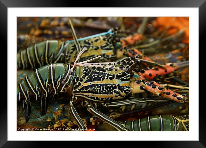 Abstract of colourful lobsters Framed Mounted Print by Gabor Pozsgai