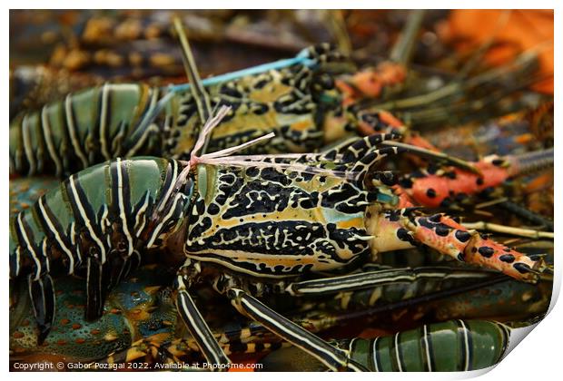 Abstract of colourful lobsters Print by Gabor Pozsgai