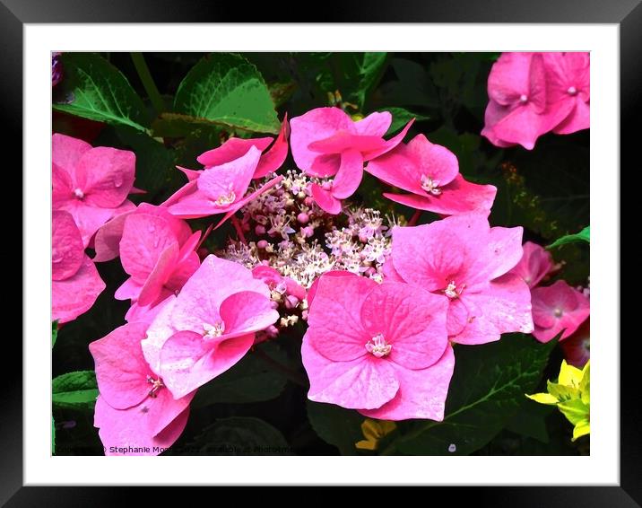 Pink Flowers Framed Mounted Print by Stephanie Moore