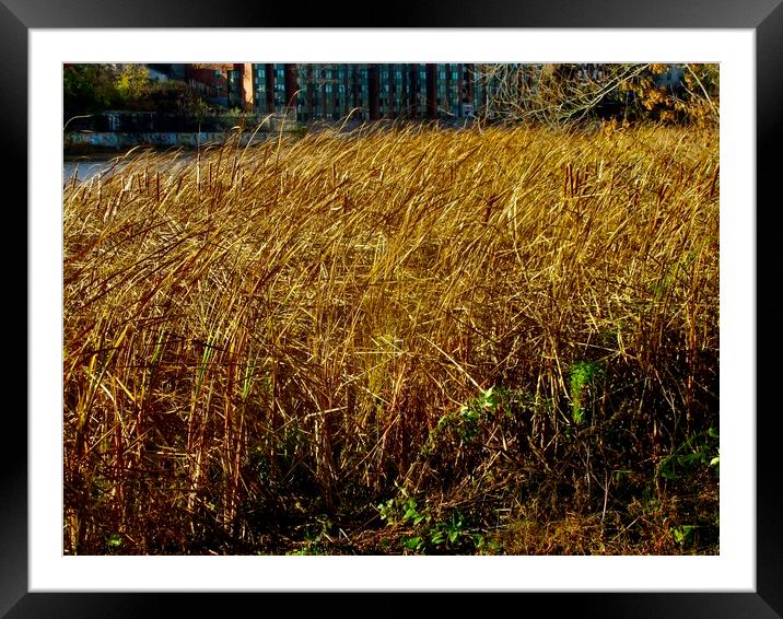 Colourful reeds Framed Mounted Print by Stephanie Moore