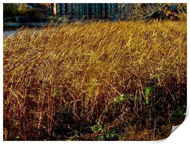 Colourful reeds Print by Stephanie Moore