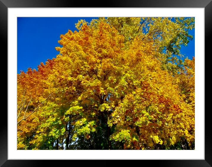 Golden Maple Leaves Framed Mounted Print by Stephanie Moore