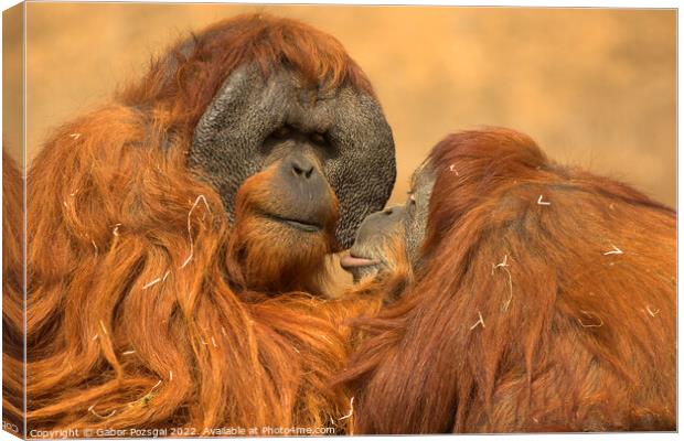 Orangutan love Canvas Print by Gabor Pozsgai