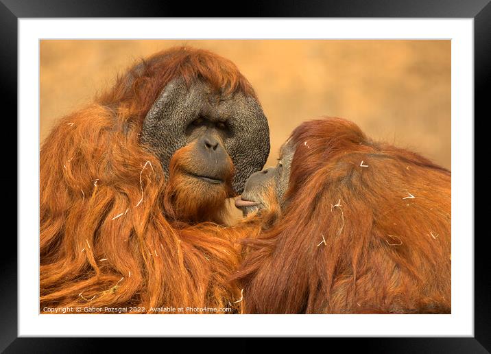 Orangutan love Framed Mounted Print by Gabor Pozsgai