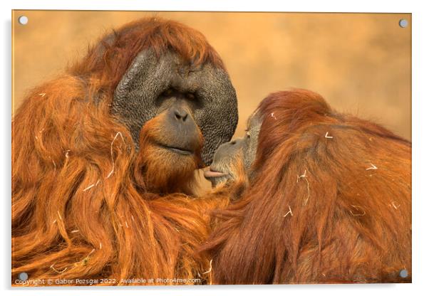 Orangutan love Acrylic by Gabor Pozsgai