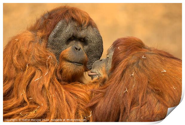 Orangutan love Print by Gabor Pozsgai