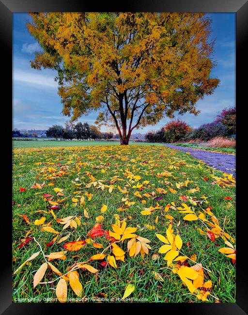 Autumn's Palette in Benfleet Park Essex Framed Print by Gilbert Hurree