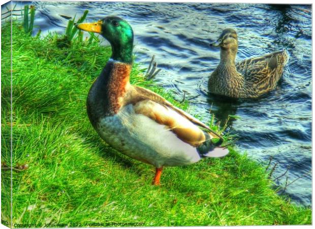 Looking for breakfast   Canvas Print by John Wain