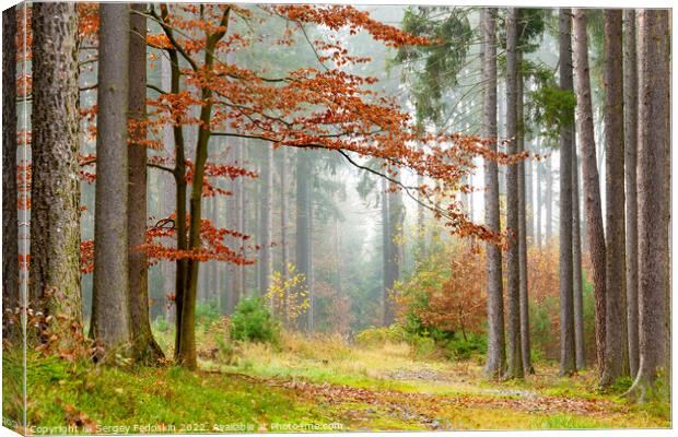 Foggy morning in the forest. Autumn landscape. Canvas Print by Sergey Fedoskin
