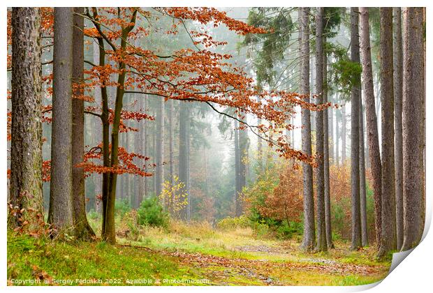 Foggy morning in the forest. Autumn landscape. Print by Sergey Fedoskin