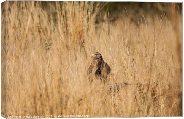 Common Buzzard Canvas Print by Holly Burgess