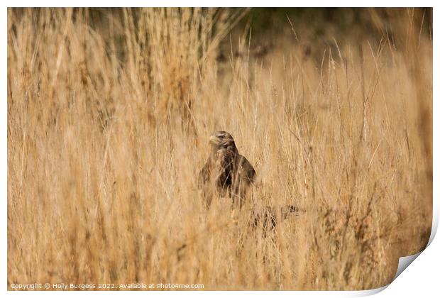 Common Buzzard Print by Holly Burgess