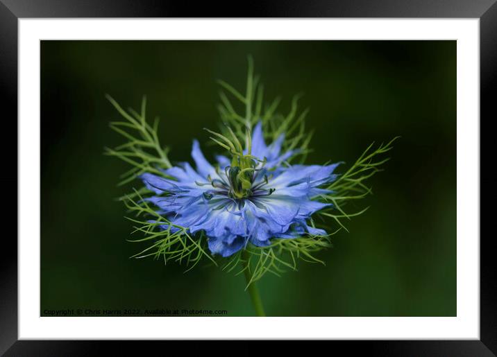 Love-in-a-Mist Framed Mounted Print by Chris Harris