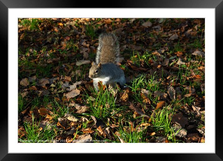mr squirell Framed Mounted Print by malcolm james