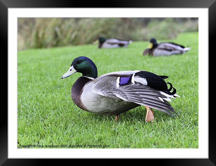 mallard duck Framed Mounted Print by Fiona Messenger