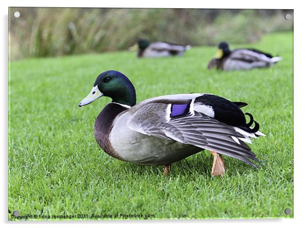 mallard duck Acrylic by Fiona Messenger