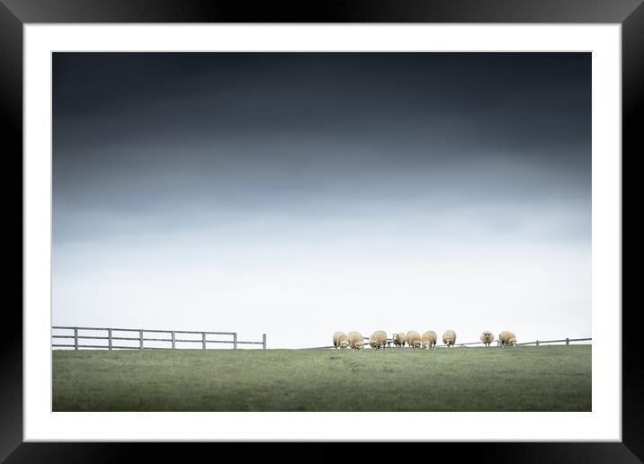 Sheepish Framed Mounted Print by Mark Jones