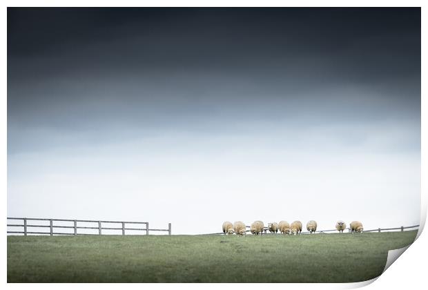 Sheepish Print by Mark Jones