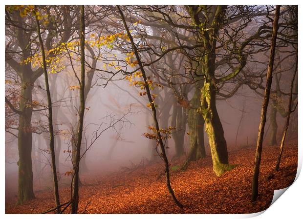 Autumn woodland Print by John Finney