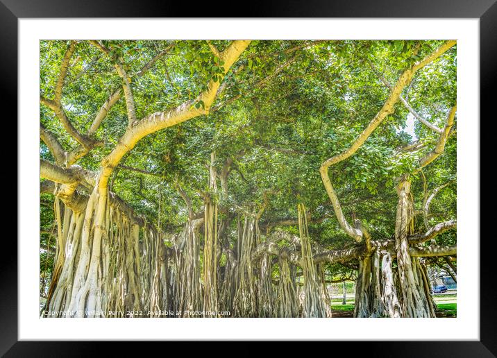 Colorful Banyan Tree Waikiki Honolulu Hawaii Framed Mounted Print by William Perry