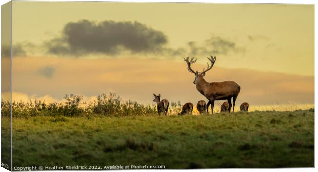 Stag and family at golden hour Canvas Print by Heather Sheldrick